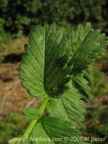 Potentilla sp. #2357的照片